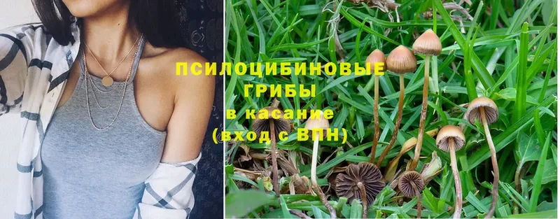 Псилоцибиновые грибы Psilocybine cubensis  где купить наркоту  МЕГА вход  Беломорск 